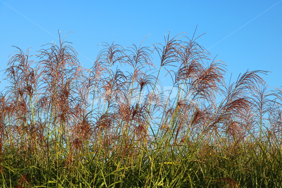 억새,억새풀,식물,자연,가을,벼과,가을,계절,fall,autumn,season,plant,grass,잔디,lawn,reed,갈대