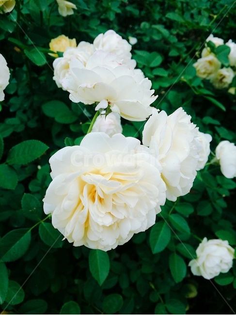 꽃,식물원,flower,bloom,흰꽃