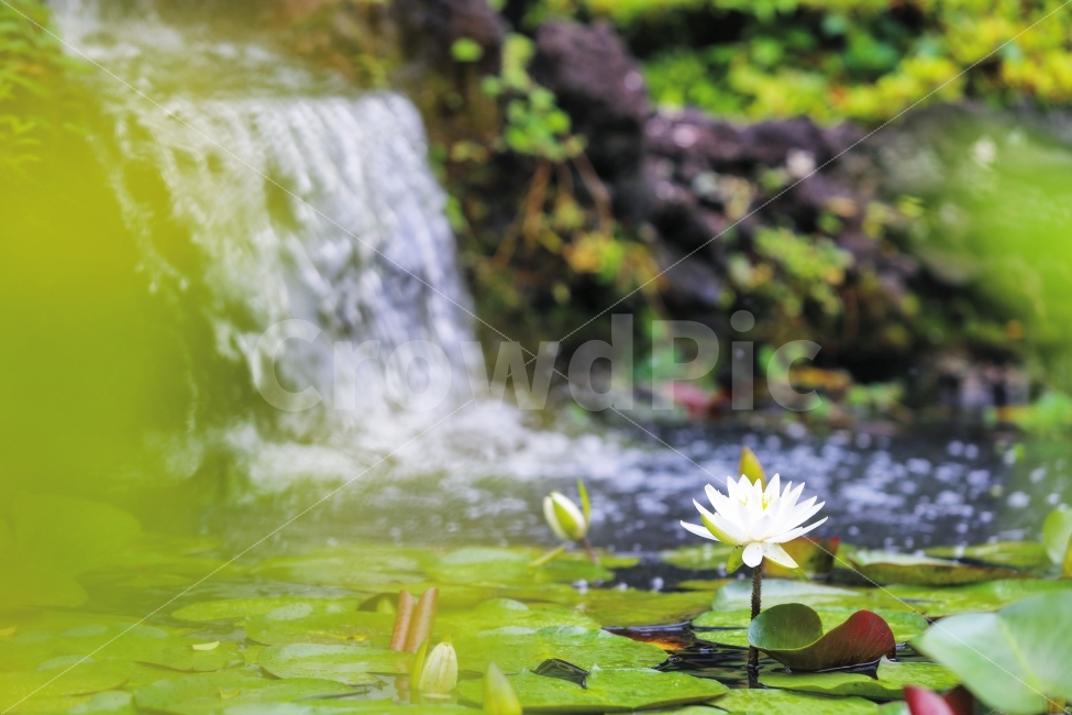 똧,호수,봄,연꽃,여행,travel,flower,korea,pond,제주도,휴식,힐링,rest,relaxation,healing,식물,자연,plants,nature,꽃,flower