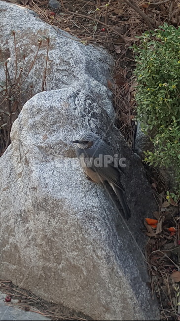 animal,동물,bird,공원,자연