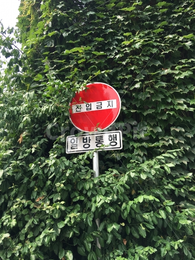 덩쿨,집입금지,일방통행,일상사진,감성사진,녹색,빨강,교통,교통수단,traffic,transportation,식물,자연,plants,nature