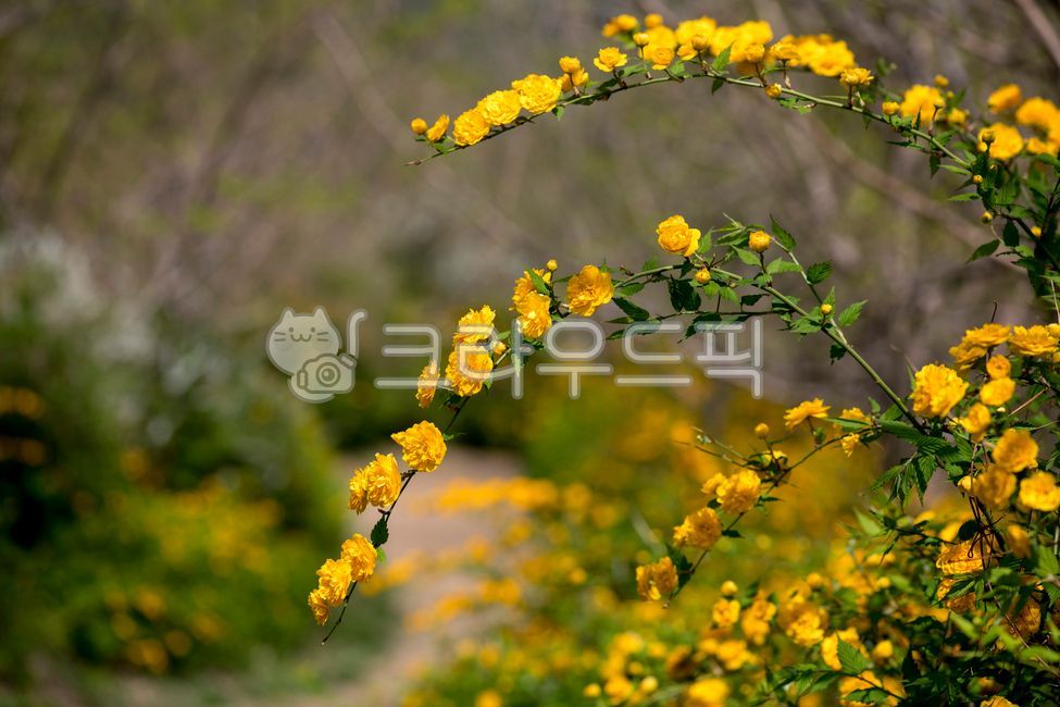 황매화,황매화꽃,꽃,노랑꽃,봄꽃,식물,꽃길,겹황매화,겹황매화꽃