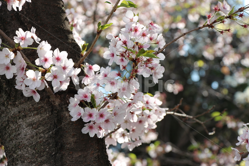 fullbloom,sunshine,cherryblossom,tree,branch,morning,spring,bud,bough,beautiful,white,background