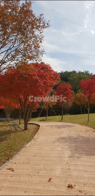 나무,단풍,가을,내장산,단풍나무,가을,계절,fall,autumn,season,자연,풍경,nature,landscape,tree,plant,식물,maple,leaf,잎