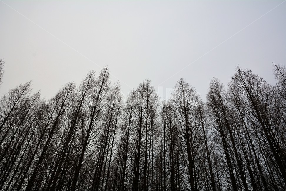 숲,나무,자연,하늘,정경,자연,풍경,nature,landscape,식물,plants,나무,trees,wood,plant,tree,fir,전나무