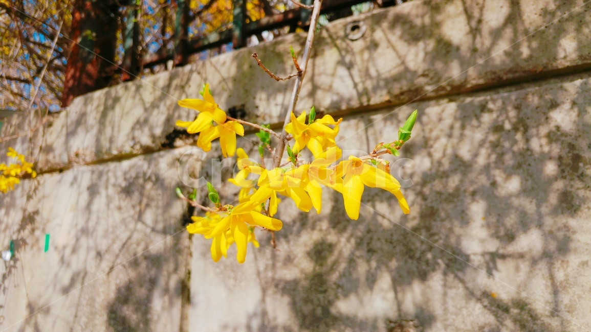 개나리,봄꽃,꽃,봄,자연,식물,노란색,yellow,벽,담벼락,spring,nature,forsythia