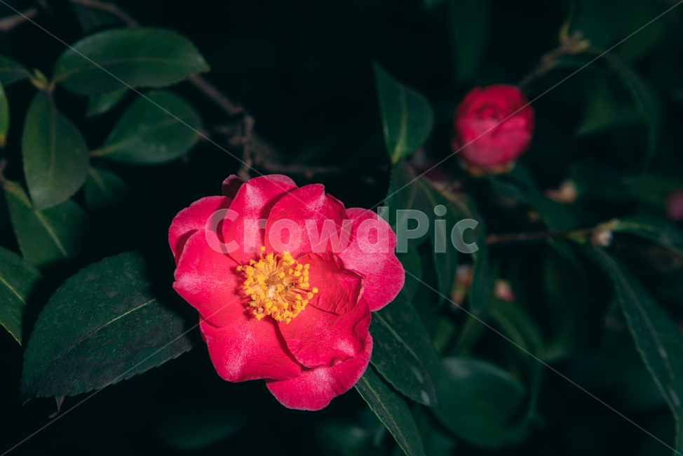 동백꽃,꽃,동백,동백나무,봄꽃,빨강,초록,빛,식물,자연,plants,nature,flower,bloom,배경화면,식물,자연,plants,nature,꽃,flower