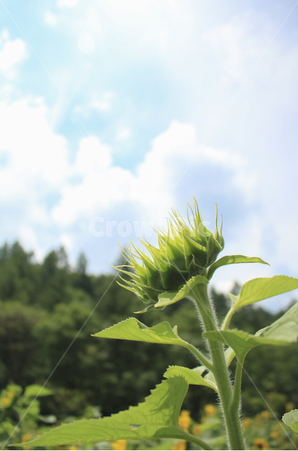 plant,식물,flower,꽃,blossom,해바라기,sunflower,노란,초록,노랑,파랑,파란,yellow,green,blue,식물,자연,plants,nature,꽃,flower