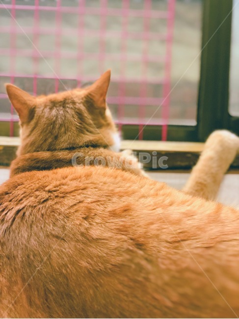 고양이,cat,집고양이,반려동물,동물,애완동물,반려묘,코리아숏헤어,코숏,집,노란고양이,까만고양이,동물,animal,포유류,mammal,고양이,cat,kitten,kitty
