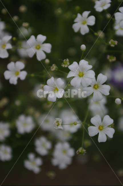 안개꽃,꽃,flower,식물,plant,자연,nature