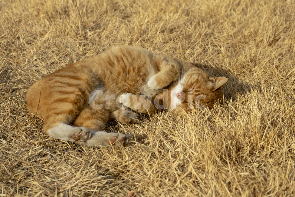 고양이,야옹이,길냥이,동물,cat,animal