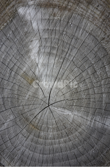 annual zone,background,old tree,tree,wood
