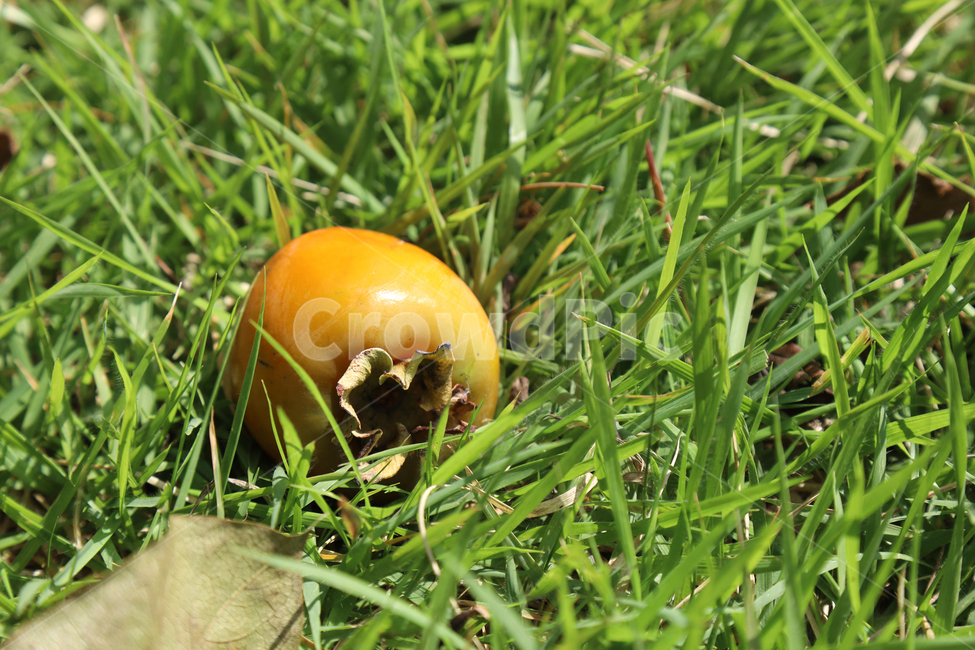 낙과,감,가을,grass,잔디,홍시,떨감,과일,과일,열매,fruit