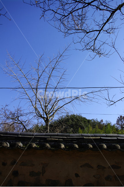 담,기와,담장,하늘,나무,한국전통,한국문화,korean traditional,korean culture,건축물,건물외관,exterior,building,structure,architecture,construction