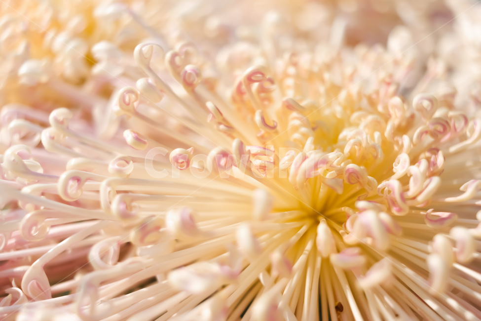 꽃,식물,봄,화분,pollen,plant,국화,식물,자연,plants,nature,꽃,flower