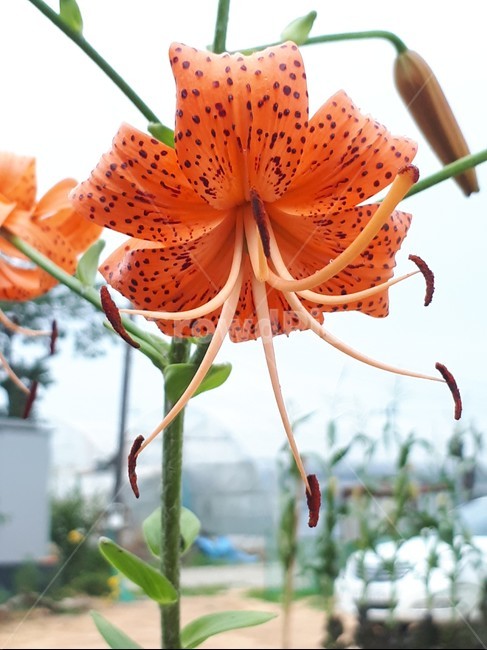 주황색,식물,꽃,꽃술,flower,예쁜꽃,식물,자연,plants,nature,꽃,flower