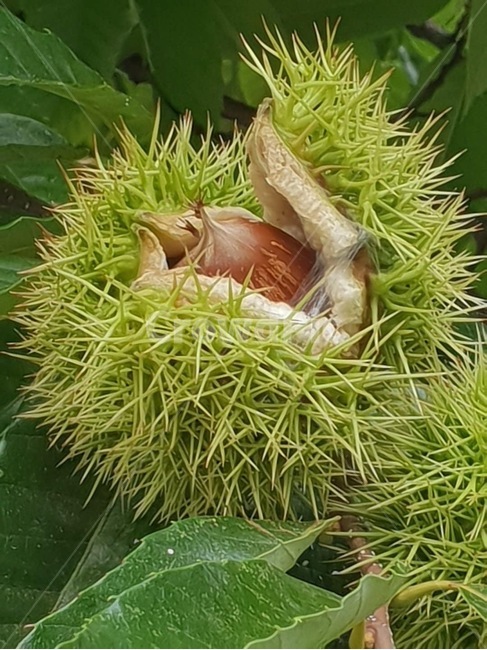 가을,밤,밤송이,열매,밤열매,과일,열매,fruit