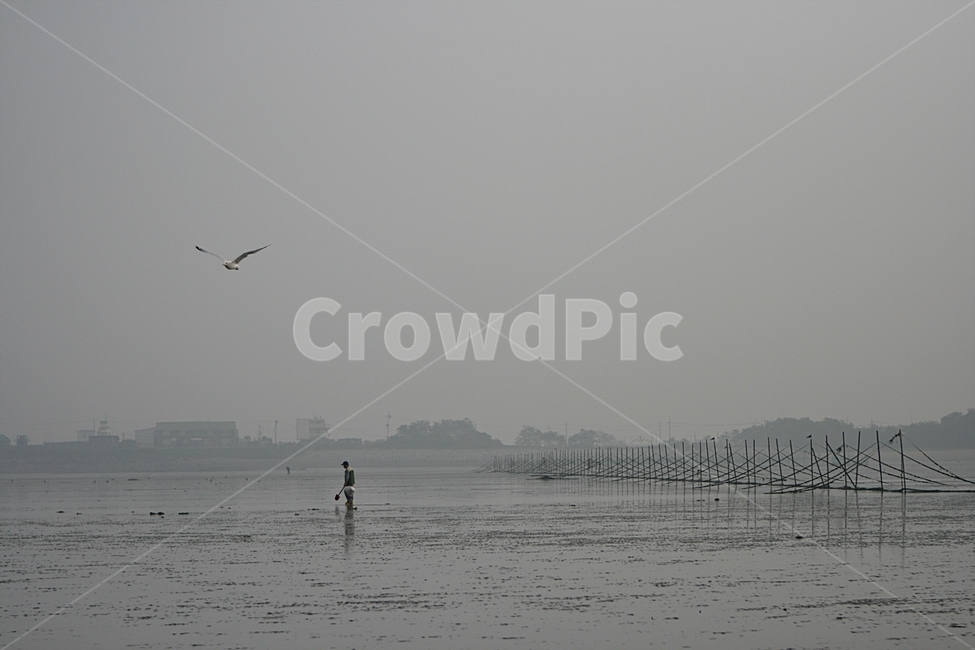대부도,갯벌,안개,자연,바다,자연,풍경,nature,landscape,산업,industry,industrial,어업,fishery,fishing industry,animal,동물,bird,새