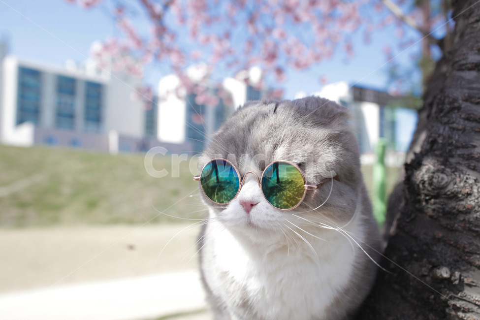 색안경,고양이,봄,벚꽃,cat,봄,계절,spring,season,동물,animal,포유류,mammal,고양이,cat,kitten,kitty
