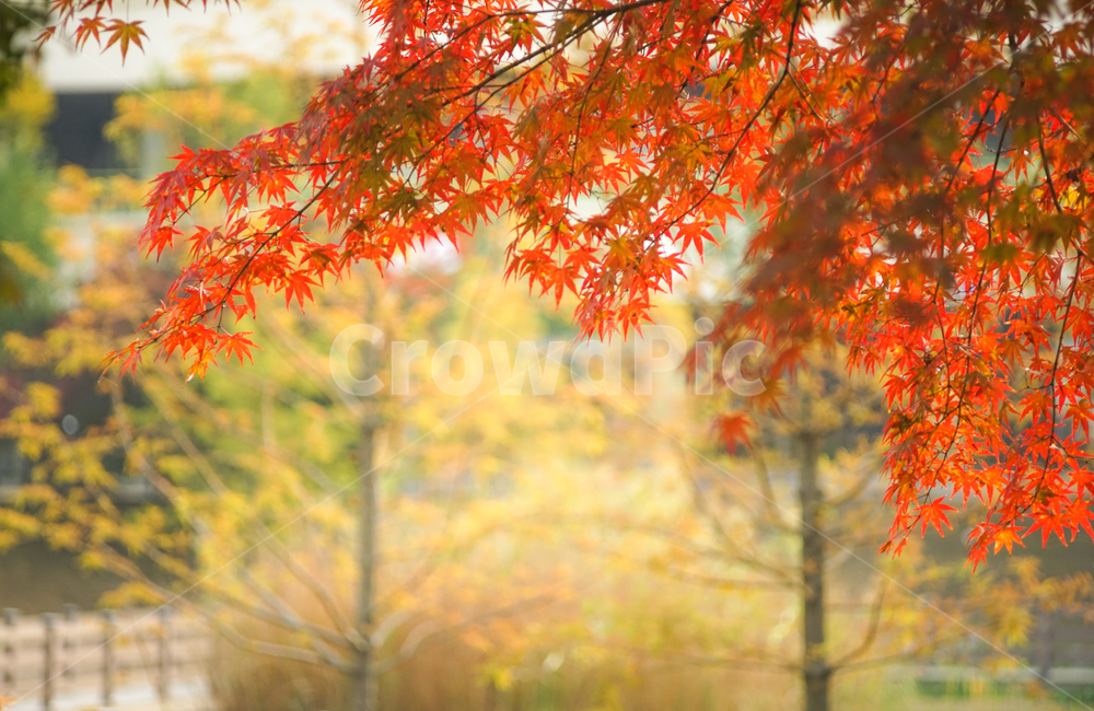 단풍,추색,가을,나무,나뭇잎,잎새,자연,잎,가을,계절,fall,autumn,season,plant,식물,leaf,tree,maple