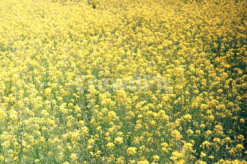 대저생태공원,유채꽃,꽃밭,봄,꽃,flower