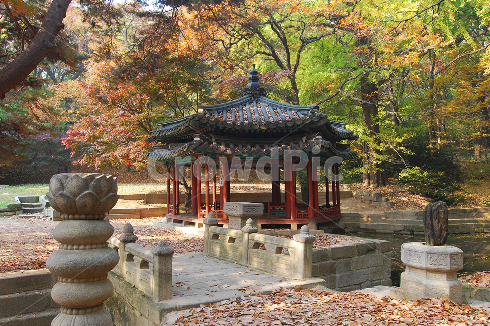 창덕궁,존덕정,후원,비원,정자,건축,건축물,풍경,낙엽,가을,한국,전통,한국전통,다리,나무,숲,자연,가을,계절,fall,autumn,season,한국전통,한국문화,korean traditional,korean culture,랜드마크,landmark,tourist attraction,한국랜드마크,한국관광지,한국명소,korea landmark,korea tourist attraction,건축물,건물외관,exterior,building,structure,architecture,construction,flagstone,판석