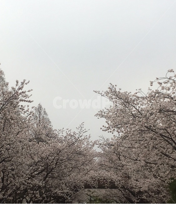 벚꽃,꽃,flower,봄,벚꽃만개,계절,나무,하늘