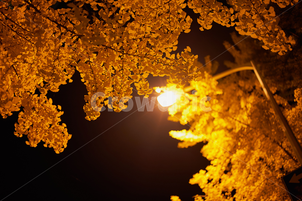 불빛,나무,가을,단풍,은행,tree,light,autumn,yellow,가을,계절,fall,autumn,season,자연,풍경,nature,landscape,야경,밤,nightscape,night,flare,플레어,빛,plant,식물,maple,leaf,잎
