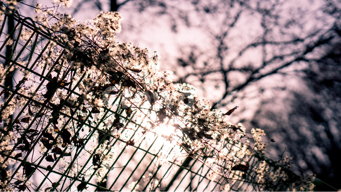 자연,풍경,힐링,한적,여유,식물,식물,자연,plants,nature