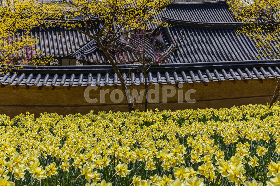 시골,꽃,수선화,하늘,전통가옥,flower,daffodil,sky,plant,tree,spring,park,garden,tilehouse,ruins,antique