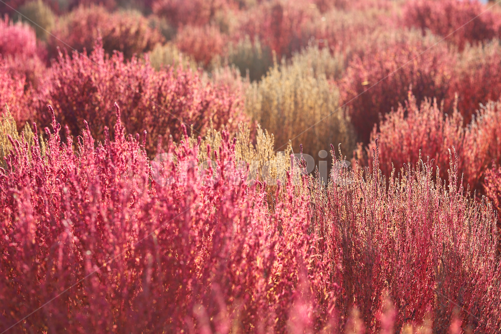 plant,식물,분홍색,빨간색,핑크,핑크뮬리,공원,하늘공원,가을,계절,fall,autumn,season,자연,풍경,nature,landscape