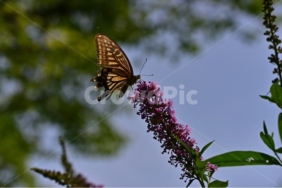 plant,식물,blossom,flower,꽃,라벤더,호랑나비,나비,식물,자연,plants,nature