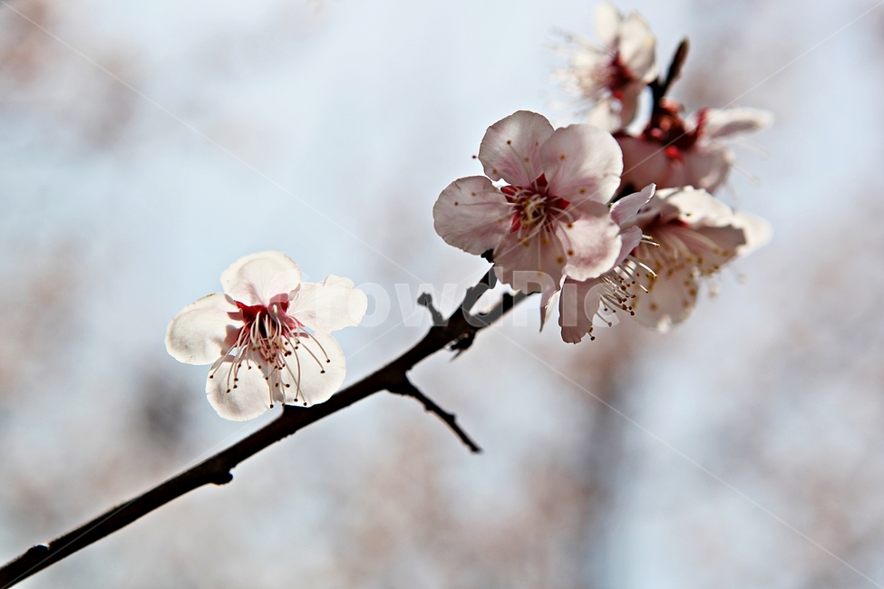 매화,꽃,매화꽃,나무,배경,자연,자연,풍경,nature,landscape,식물,plants,꽃,flower,나무,trees,wood,plant