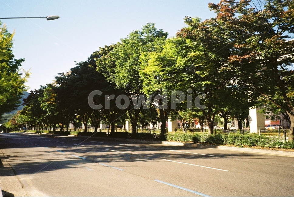 가로수,나무,도로,가을,햇빛,맑음,tree,leaf,fall,autumn,sunny,감성,filmphotography,자연,풍경,nature,landscape,plant,식물