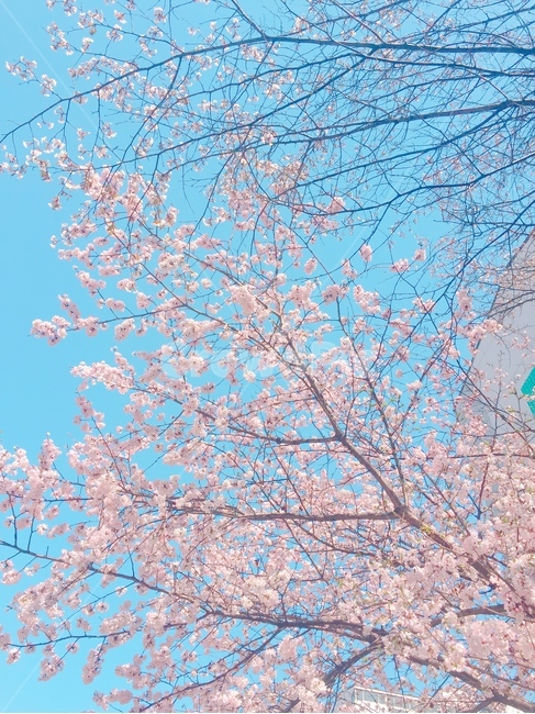벛꽃,꽃,blossom,flower,plant,식물,봄,spring,예쁜꽃,pretty
