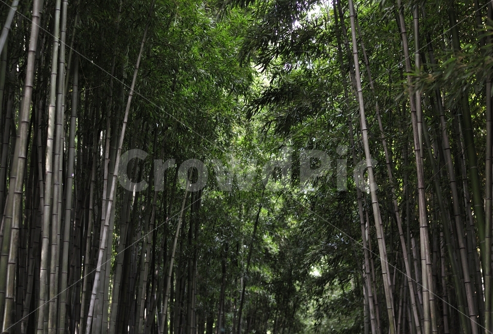 대나무,우거진,숲,어두운,빽빽한,담양,죽녹원,자연,풍경,nature,landscape