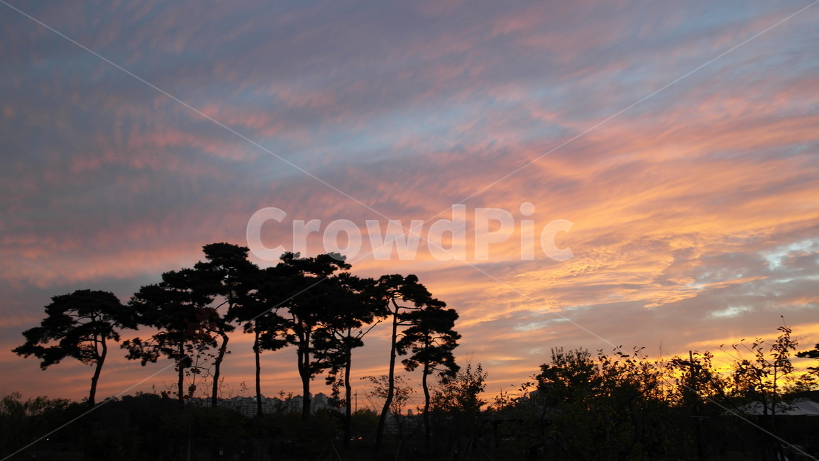 소나무,노을,sunset,pine,구름,cloud,해질녘