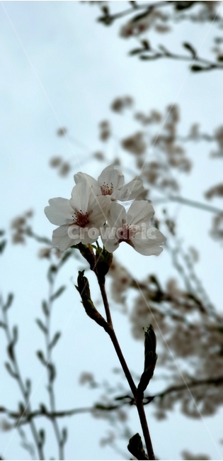 봄,꽃,벚꽃,하늘,흐린날,spring,flower,bloom,blossom,cherryblossom,sky,cloudy