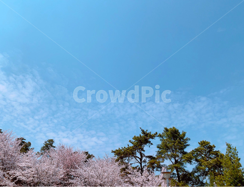 벚꽃,봄,flower,하늘,자연