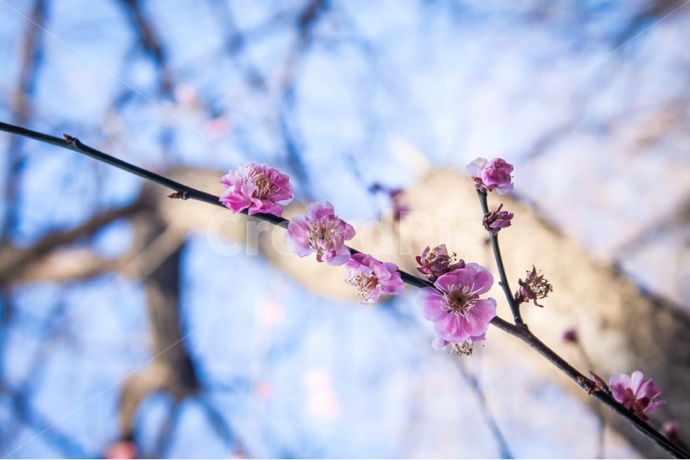 매화,꽃,봄꽃,flower,blossom,spring,홍매화,봄,계절,spring,season