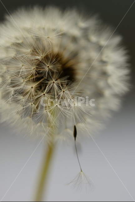 민들레씨앗,민들레씨,민들레,봄꽃,야생화,식물,자연,plants,nature,꽃,flower