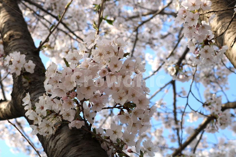 벚꽃,벚꽃나무,벚나무,꽃,나무,식물,장미과,봄,자연,흰꽃,봄,계절,spring,season,식물,자연,plants,nature,꽃,flower,plant,blossom,cherry blossom