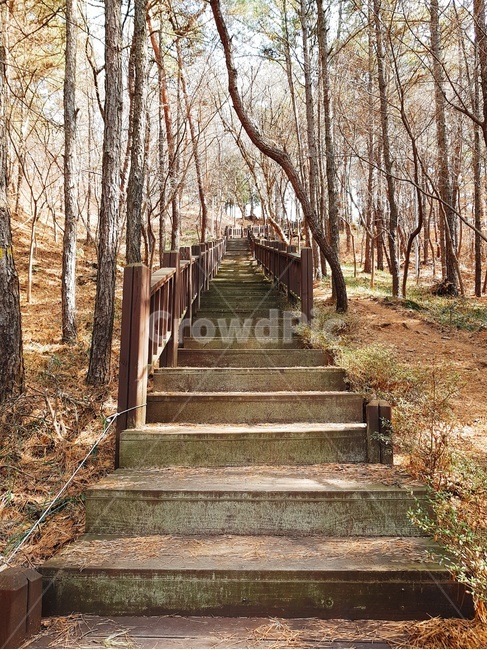 자연,풍경,산,나무,감성,자연,풍경,nature,landscape,staircase,계단,outdoors,옥외,path,통로