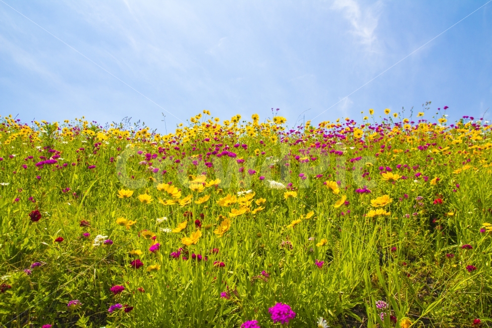 여행,제주도,봄,풍경,꽃,자연,풍경,nature,landscape,plant,식물,grassland,목초지,outdoors,옥외,field,들,farm,농장,rural,농촌,meadow