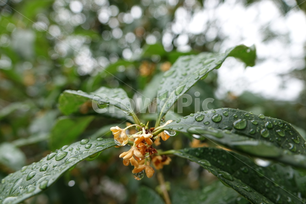 비,빗물,깨끗함,싱그러움,나뭇잎,봄비,장마,식물,자연,plants,nature,꽃,flower,비,비오는날,rain,rainy