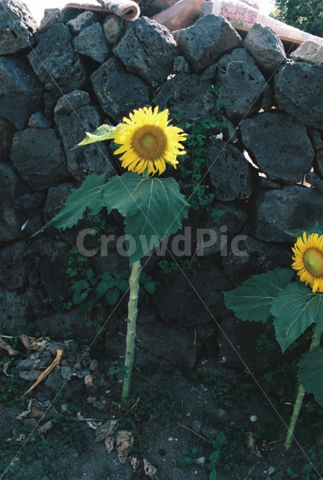 제주,제주도,해바라기,돌,꽃,여름,계절,summer,season,식물,자연,plants,nature,꽃,flower,plant,blossom,sunflower