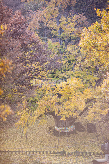초목,tree,나무,plant,식물,vegetation