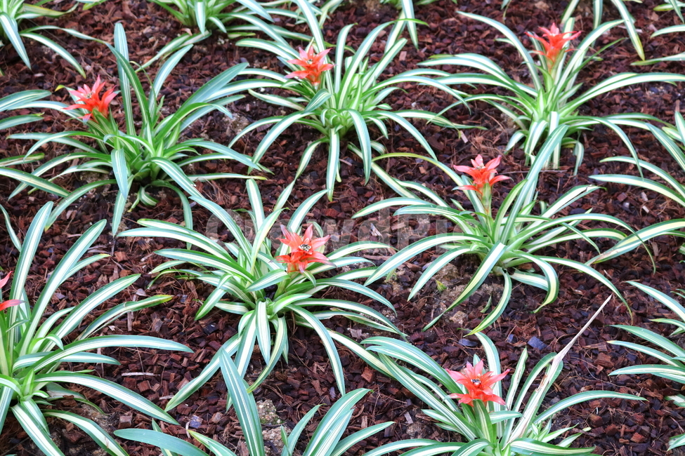 꽃,식물,구즈마니아,아나나스,파인애플과,관엽식물,자연,식물원,식물,자연,plants,nature,꽃,flower