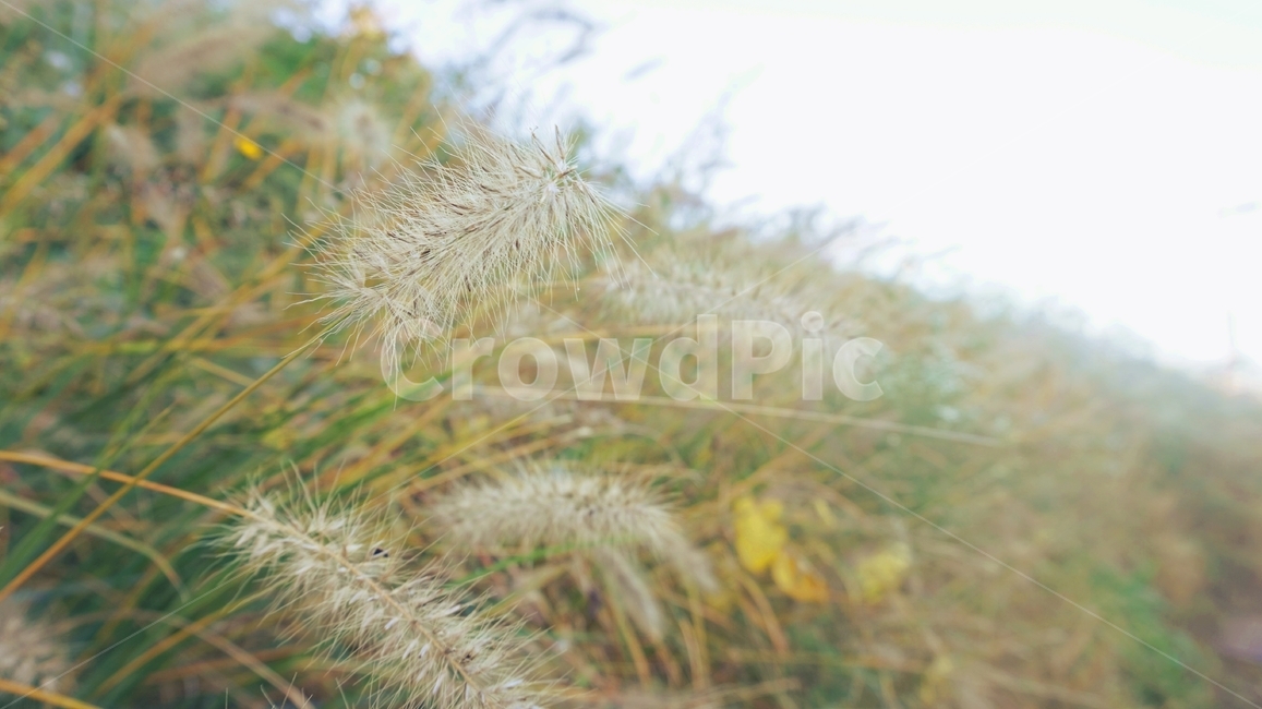풀,식물,plant,잔디,grass,가을,식물,자연,plants,nature