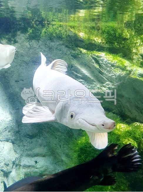해양생물,동물,물고기,플레티넘앨리게이터가아,희귀어